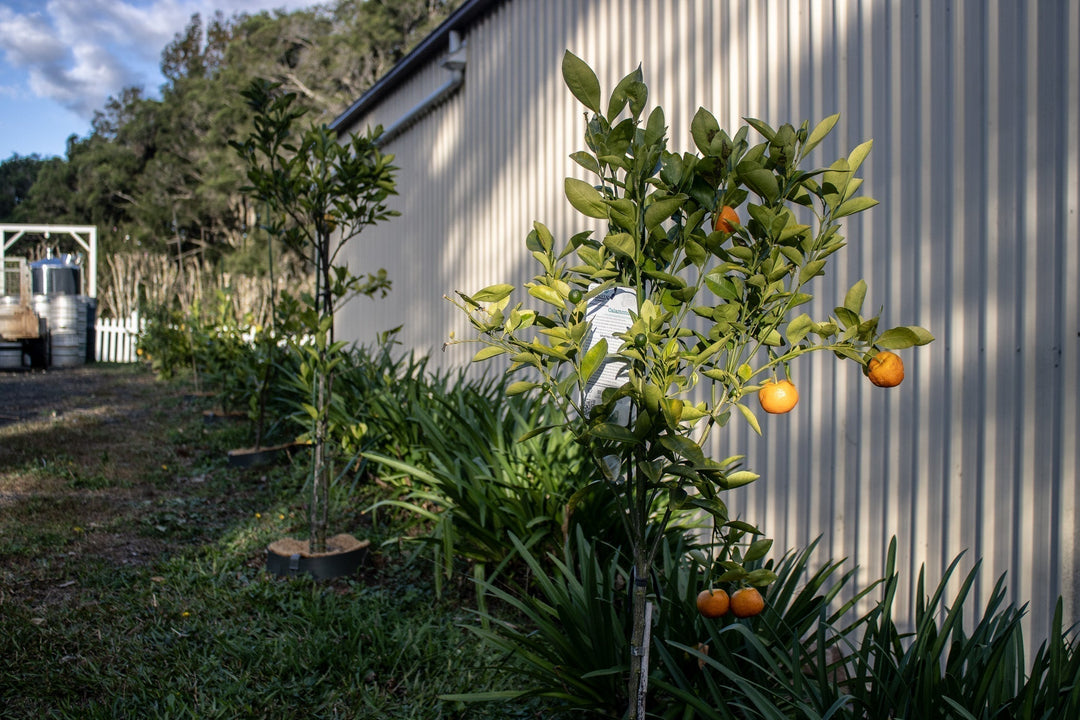 Citrus loves a cold snap – and so do we