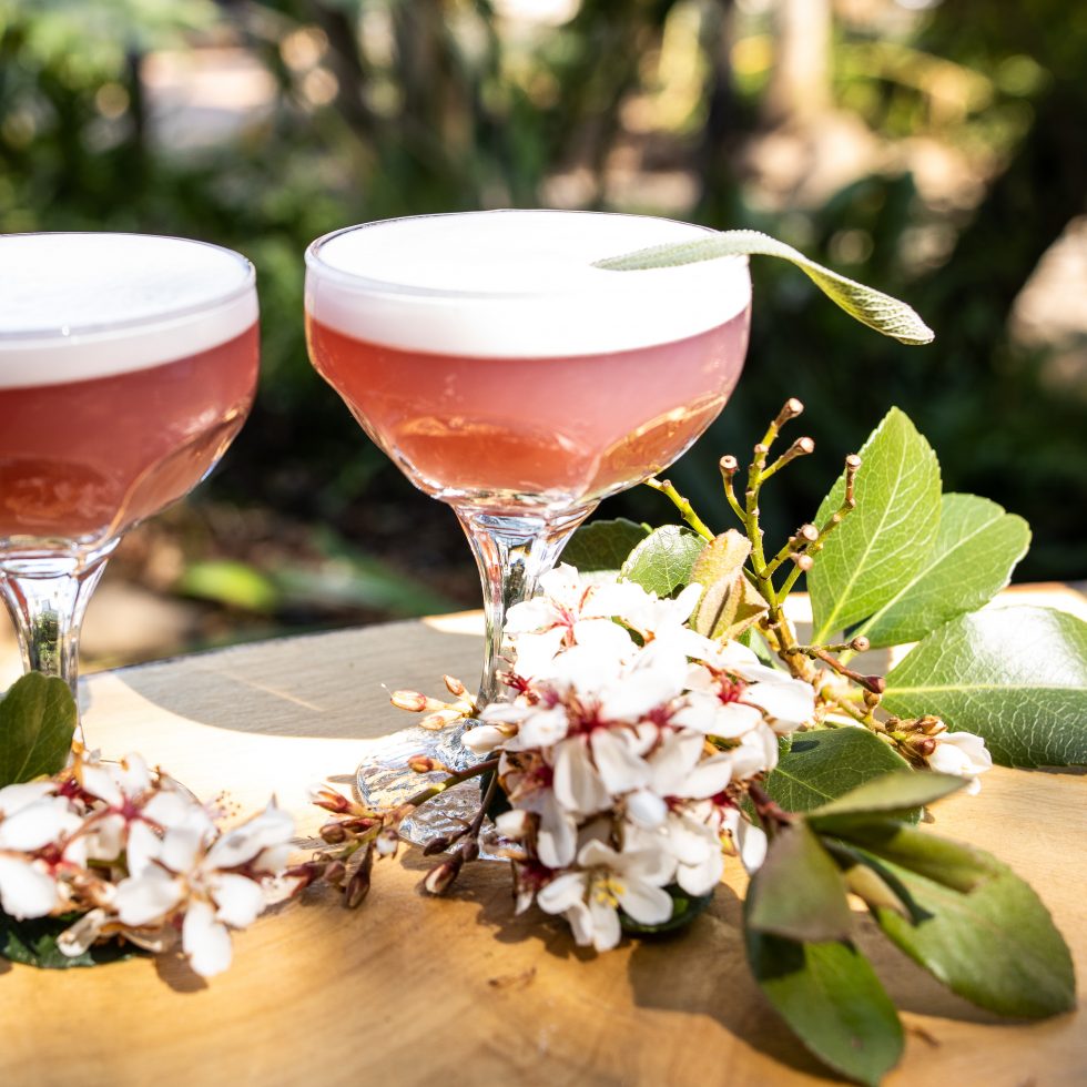 Wild Forest Club cocktail with Lilly Pilly Gin, Wild Forest Plum Liqueur, lemon, honey water, and sage garnish.